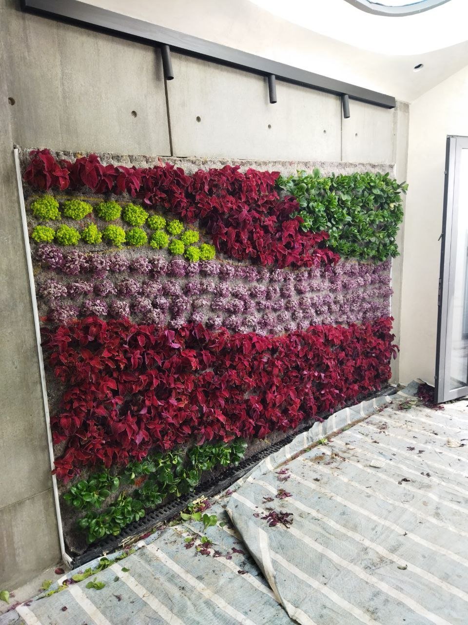 Large vertical living wall with rows of colorful preserved plants in red, burgundy, yellow-green, and pink arranged in horizontal stripes mounted on an indoor wall