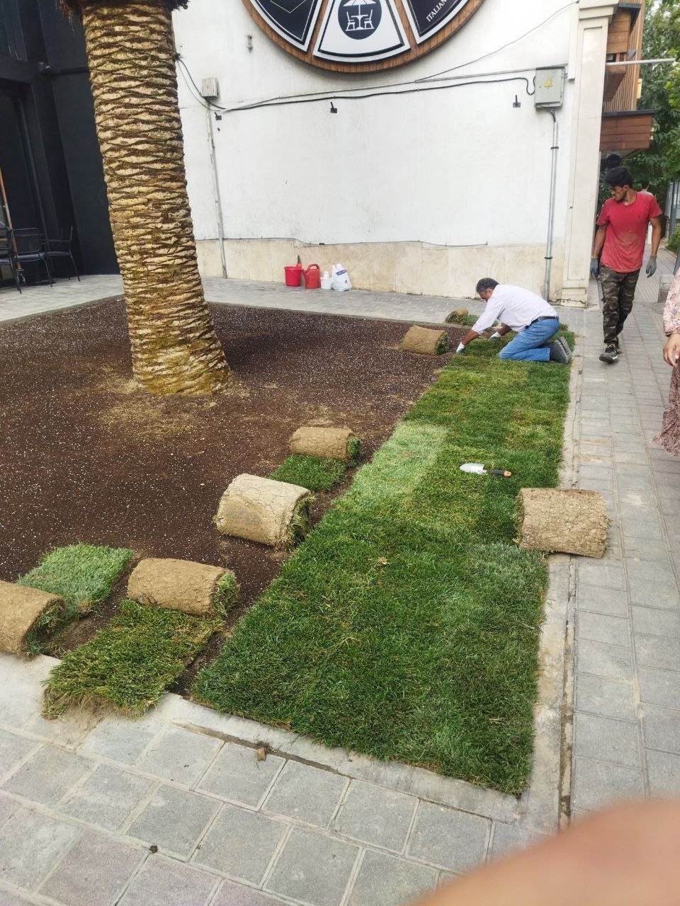 Workers laying sod strips to install new grass lawn in a residential courtyard area